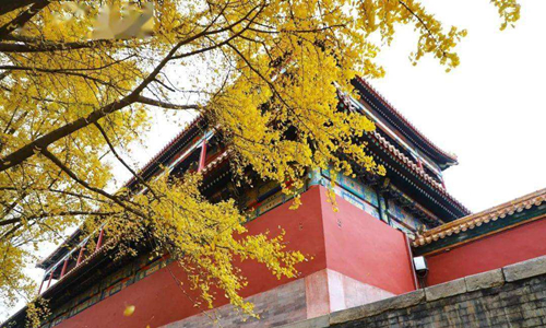 12 días Tour a China Ciudad Prohibida