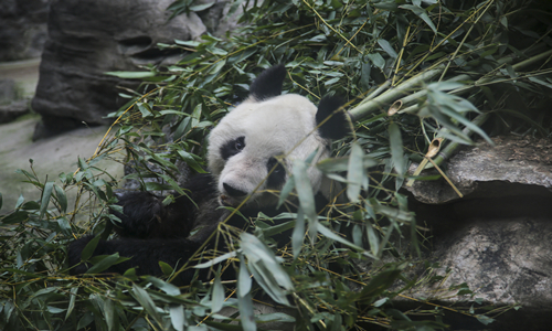 Zoo de Pekín