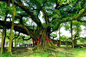 Árbol Banyan en la Galería de las Diez Millas