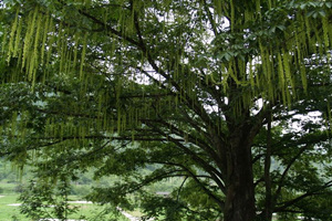 Árbol de Shuiqing del Parque Nacional Huanglong