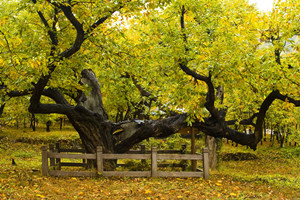 Jardín de Castaños de la dinastía Ming de la Gran Muralla de Huanghuacheng