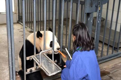 Una voluntaria dando comidad a un panda