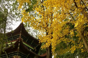 Autunno del Monastero Wenshu