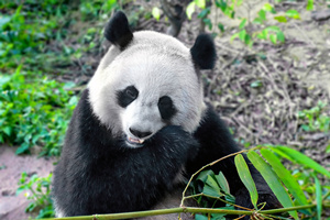 Panda Gigante carino della Base del Panda Gigante di Dujiangyan