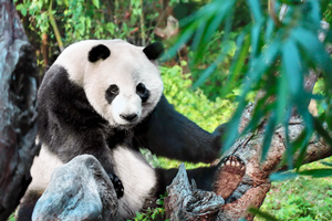 Panda Gigante seduto della Base del Panda Gigante