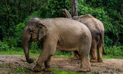 Elefante nello Zoo di Pechino