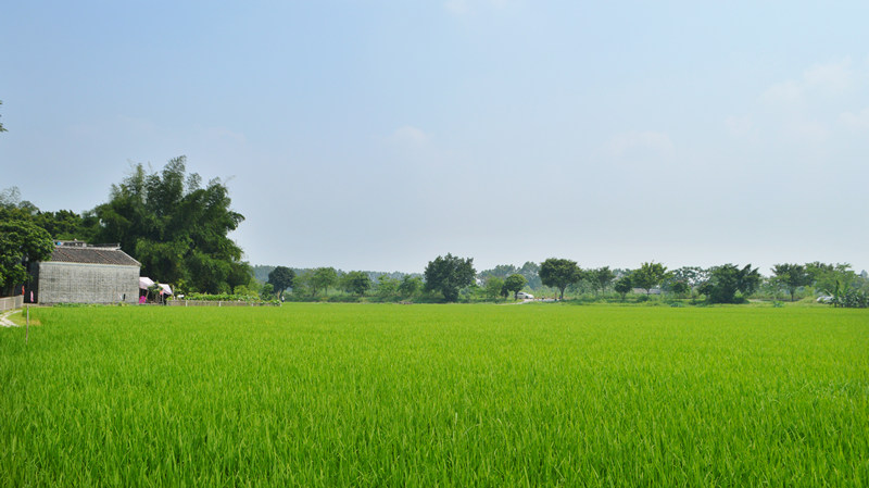 Panorama dei Villaggi Diaolou di Kaiping