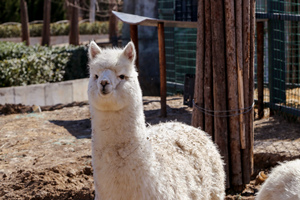 Alpaca carino del Mondo degli Animali Selvatici di Changlong
