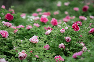 Campo delle peonie del Parco Nazionale dei Fiori Cinese