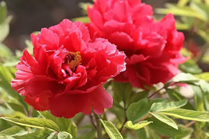 Peonie infuocate del Parco Nazionale dei Fiori Cinese