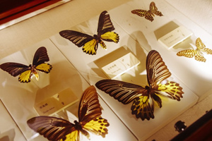Mostra di storia naturale