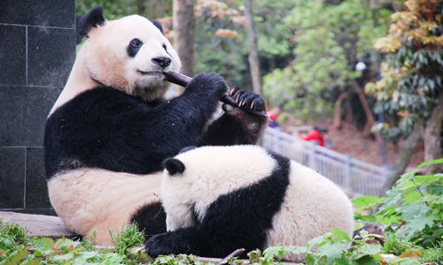 Panda Gigante