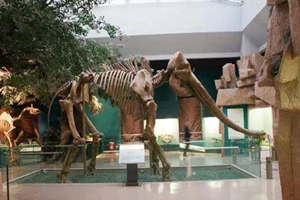 Elefante del Fiume Giallo.jpg