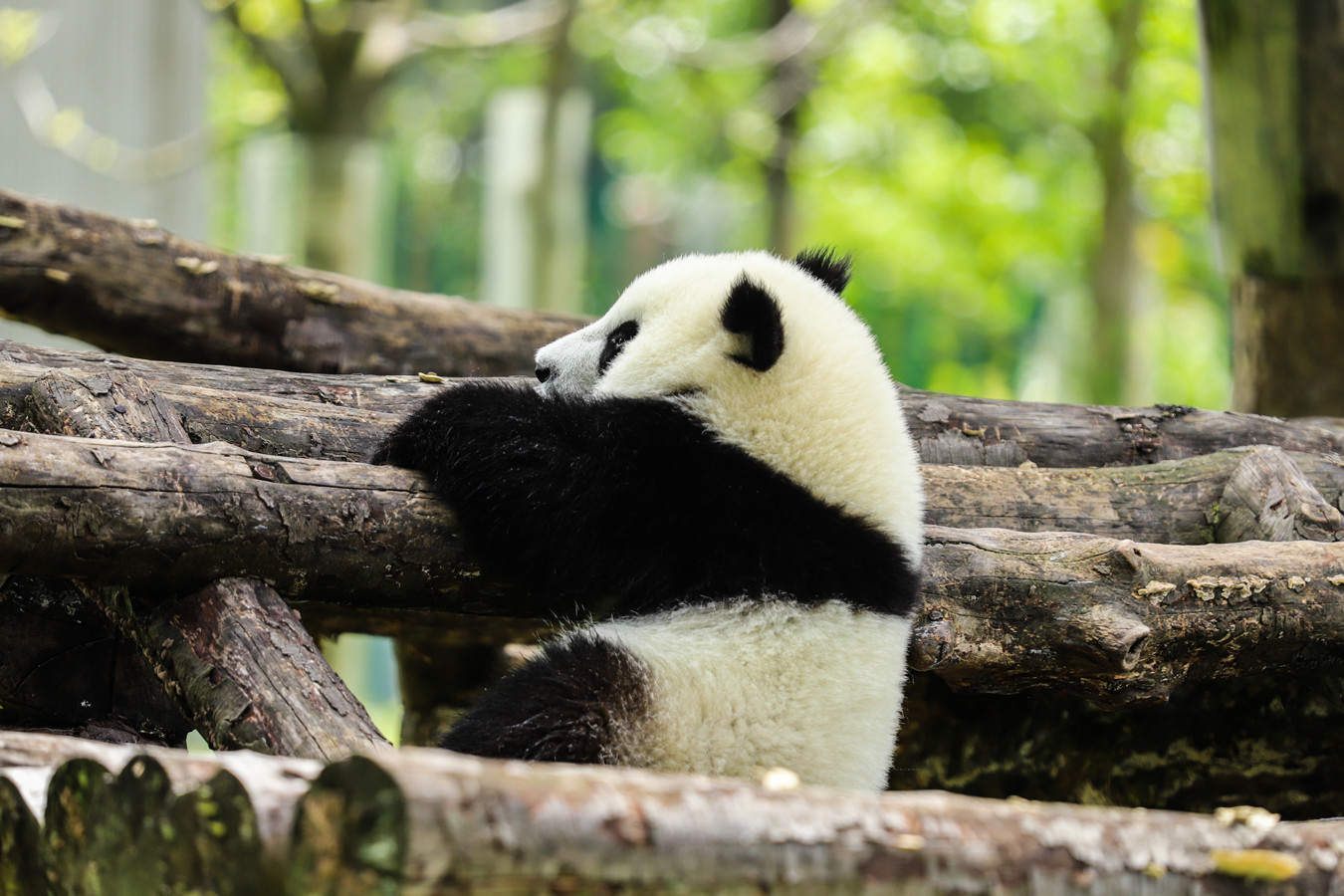 Un giorno come tata di panda