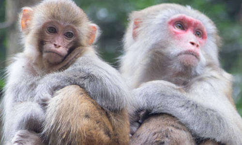 Scimmia nello Zoo di Pechino