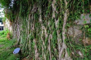 Alberi d'Antica Fortificazione di Chiwan.jpg
