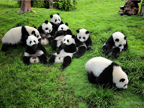 13 días Beijing/Xi’an/Chengdu/Chongqing/Crucero por el Río Yangtsé/Yichang/Shanghái